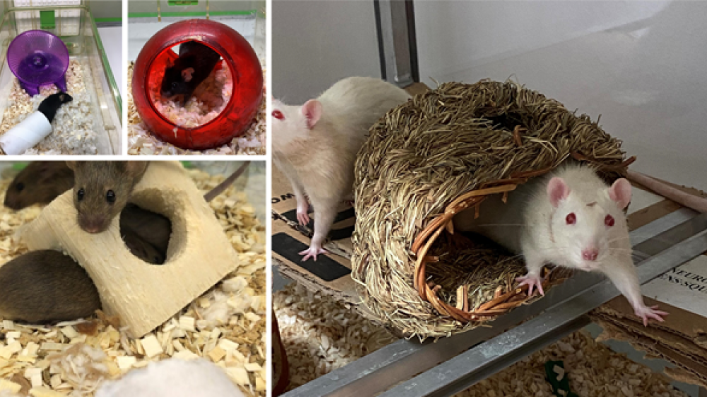 Evaluations of environmental enrichment NC3Rs